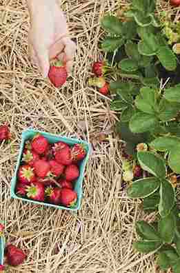 banner fresas agrotec